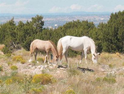 WH Mesa horses